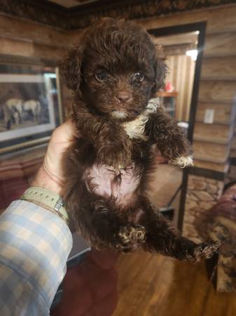 Small breed hypoallergenic Shih-poo puppies63625228721665121