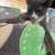 Rehoming this kitty 1 thumbnail