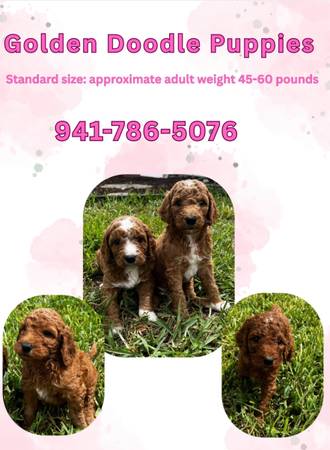 Golden doodle puppy 1