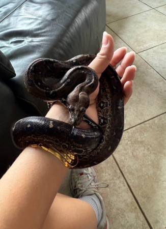 rare boa constrictor for rehoming 1