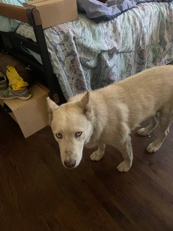 PERDIDO - Husky blanco/marrón (Rosemead, CA)64144105264130120