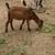 Goats 2 thumbnail