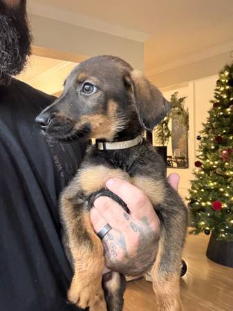 Doberman/Shepard Puppies 1