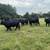 Replacement Brangus heifers 1 thumbnail