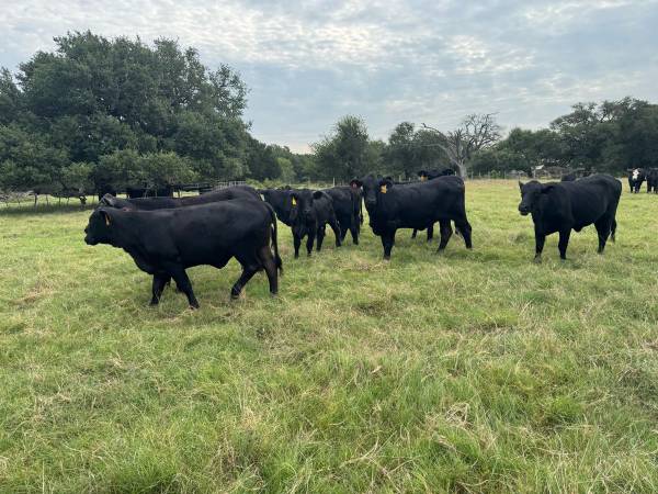 Replacement Brangus heifers 1