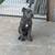 Cane corso 2 thumbnail