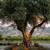 🫒 GIANT 150+ YEAR OLD SUPER GNARLY TRUNK OLIVE TREES GIANT SAVIINGS🫒 19 thumbnail