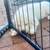 Adopt a puppy 7 thumbnail