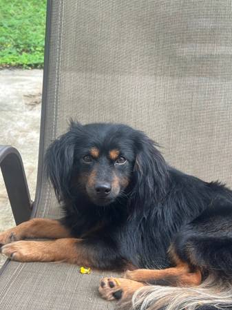 rehoming Pomeranian dachshund mix (port st lucie)63832903128707124