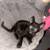 Super Cute 8 week old Kittens 3 thumbnail