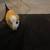 Rehoming two guinea pigs 2 thumbnail