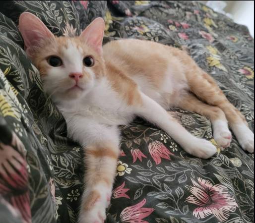 Hermosa gata joven tricolor en busca de un buen hogar - esterilizada y vacunada (oakland lake merritt / grand)63861571457923123