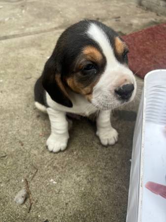 beagle puppy 1