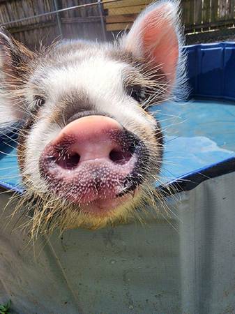 Kunekune Piglets 1