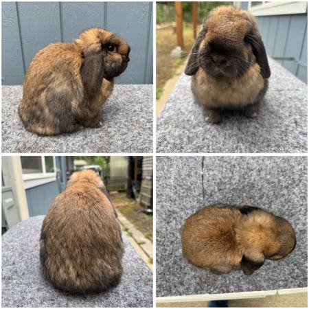 Holland lop Buck 1