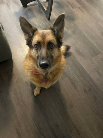 Dog Trainer wanted to teach German Shepherd to Overcome Fear of Stairs 1