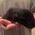 Anatolian Shepherd / Lab puppies for sale 5 thumbnail