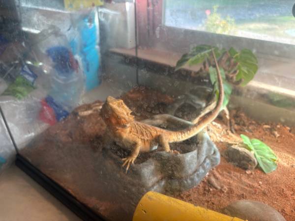 Bearded dragon $ 200 1