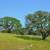 Napa Wine Country Gem 2 thumbnail