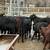 19 calves 1 thumbnail