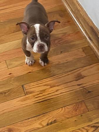 Bully pups 1