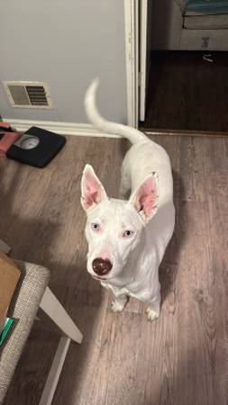Husky Shepard mix to good home (Birmingham)63280429797633121