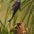 Common Plecostomus fish 4 thumbnail