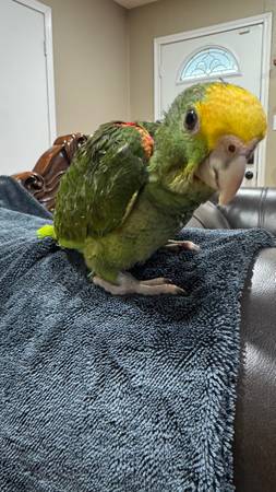 Yellow head amazon 1