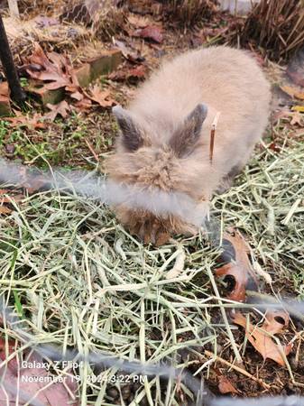 Bunnies (Rockfield Ky)63663775079809120