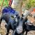 Goat herd sellout-Nigerian Dwarf, 1 mini alpine 14 thumbnail