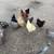 Chickens 3 thumbnail