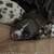 Cocker Spaniel 4 thumbnail