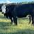HERD SELLOUT 12 Bred Cows 1 thumbnail