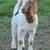 Boer Buck Goat 3 thumbnail