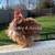 Puerto rican kikiriki hens 2 thumbnail