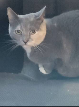 Beautiful dilute Tortie cat needs home (RALEIGH)63980446549507120