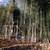 1/2off WHOLESALE BAMBOO PLANTS 15' INSTANT PRIVACY FENCE WINDBREAK ZEN 17 thumbnail