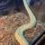 Banana Clown Het Genetic Stripe (male) 3 thumbnail