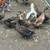 Ducks rouens 1 thumbnail