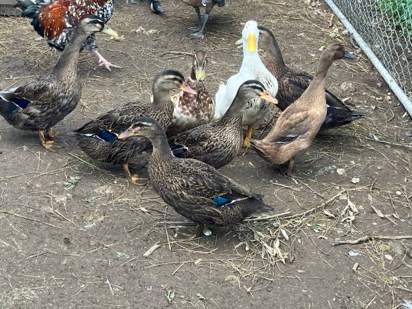 Ducks rouens 1