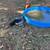 Muscovy Ducks 2 thumbnail
