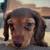 Mini Dachshund Lap Warmer 4 thumbnail