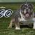 Mini Bulldog 3 thumbnail