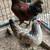 Easter Egger-  ready to lay,  with flock mate roo 3 thumbnail