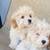 Gorgeous Micro Male Cavapoo 1 thumbnail