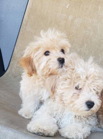 Gorgeous Micro Male Cavapoo 1