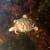 Red ear slider morphs 5 thumbnail