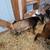 Nigerian dwarf bucks 5 thumbnail