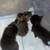 Kittens 4 thumbnail