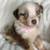 AKC Australian Shepherds 7 thumbnail